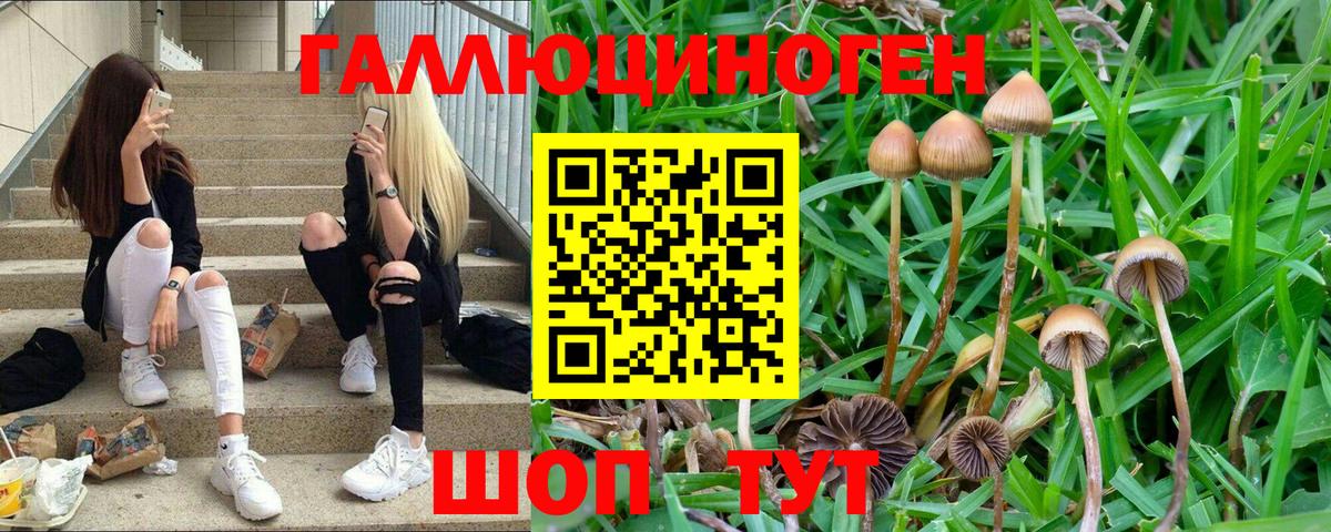 Галлюциногенные грибы Psilocybine cubensis Майкоп